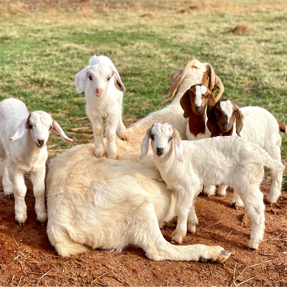 Meet your Posher, the Old Goat - Picture 3 of 13